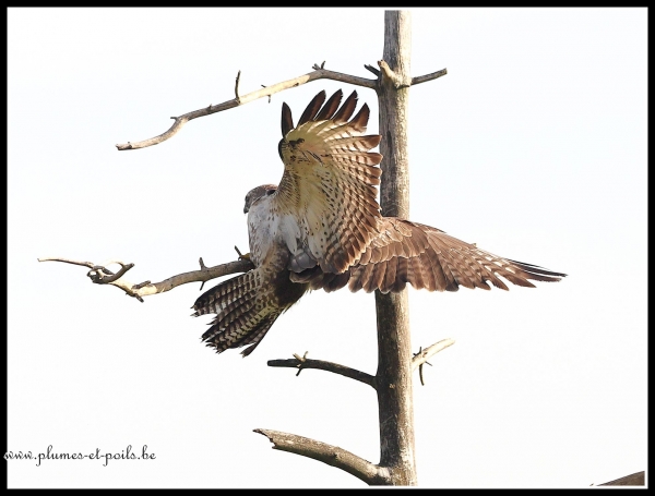 Buse variable