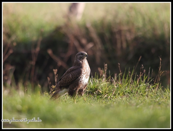 Buse variable