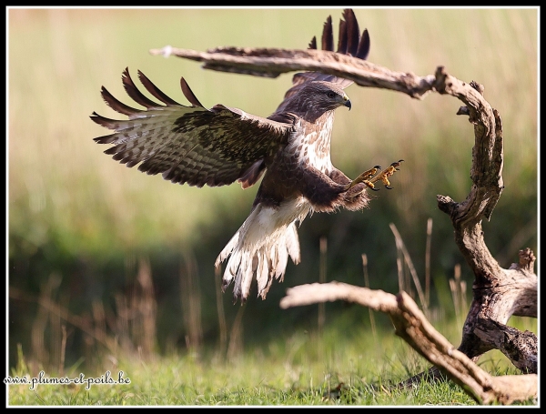 Buse variable