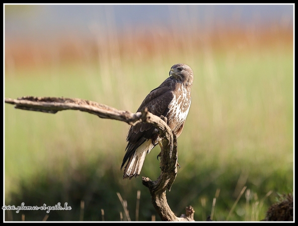 Buse variable