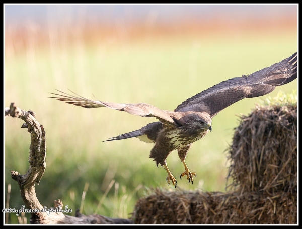 Buse variable