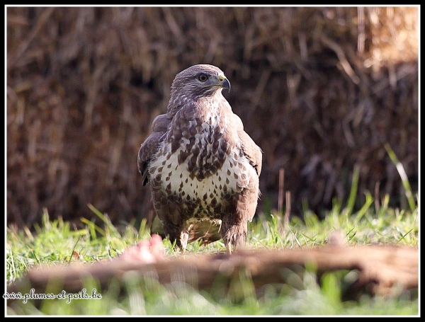 Buse variable
