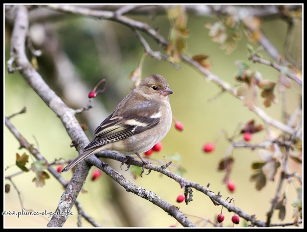 Pinson des arbres