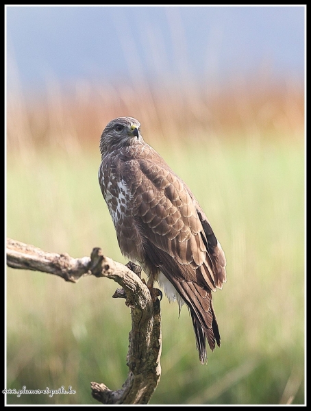 Buse variable