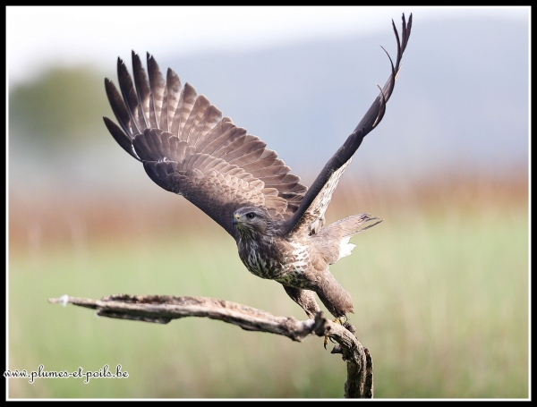 Buse variable