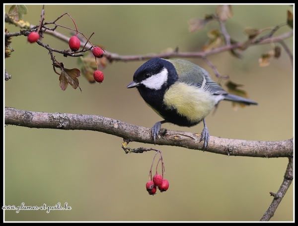 Mésange charbonnière