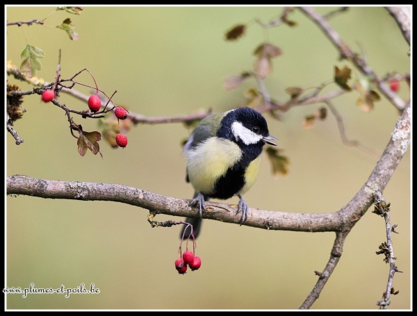 Mésange charbonnière