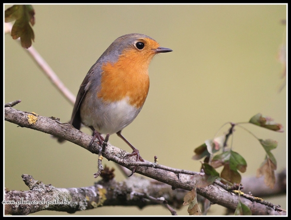 Rouge-gorge