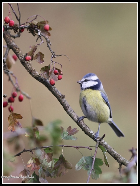 Mésange bleue
