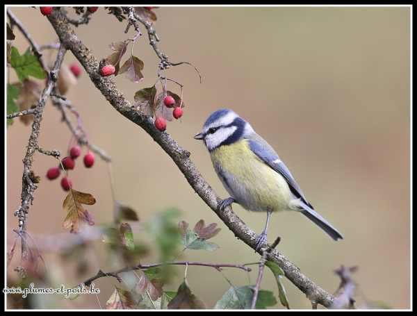 Mésange bleue