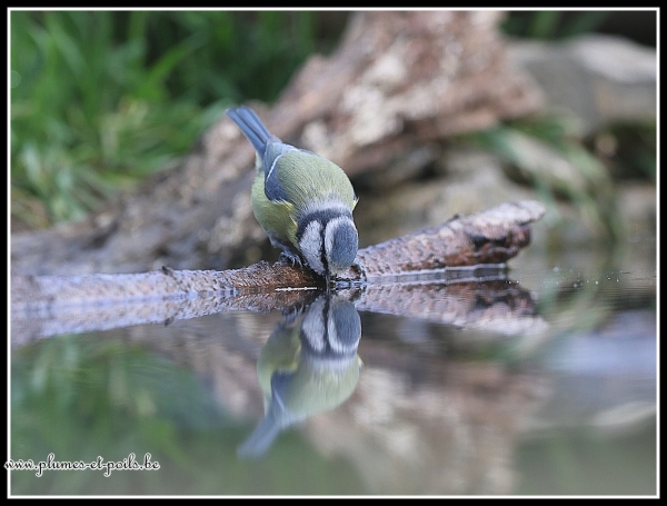 Mésange bleue