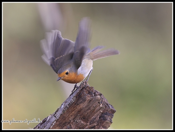 Rouge-gorge