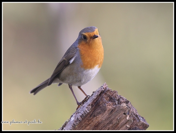 Rouge-gorge