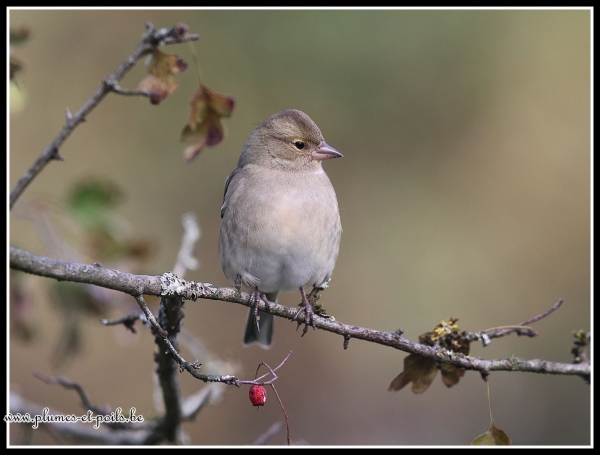 Pinson des arbres