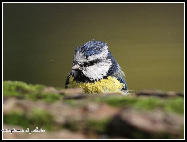Mésange bleue
