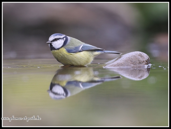 Mésange bleue