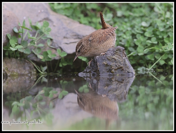 Troglodyte mignon