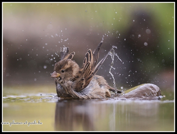 Moineau domestique