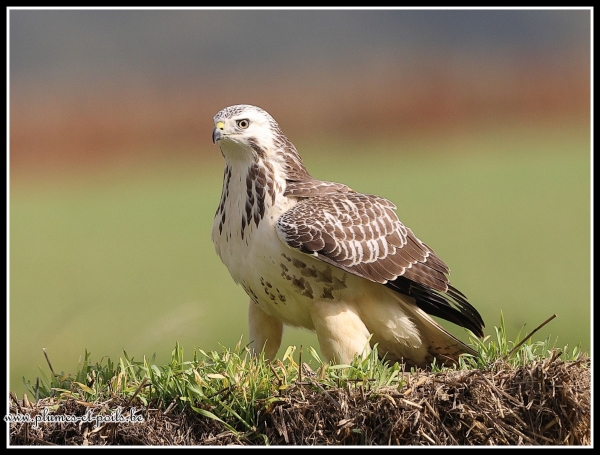 Buse variable