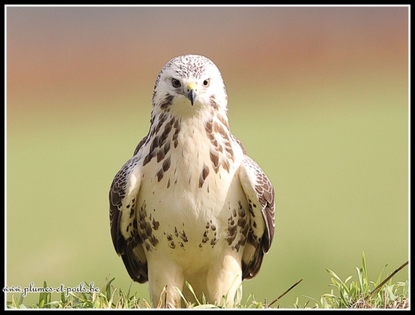 Buse variable