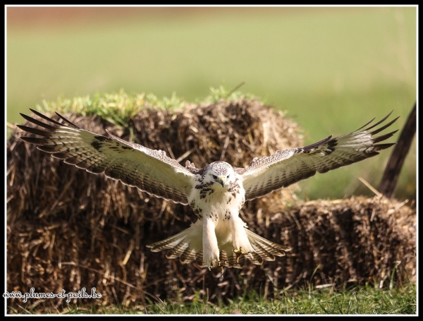 Buse variable