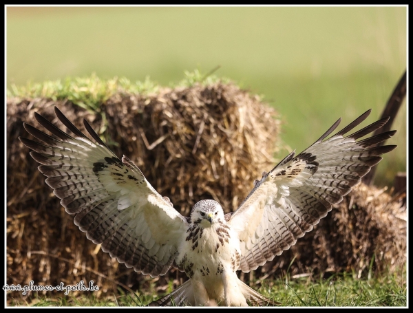 Buse variable