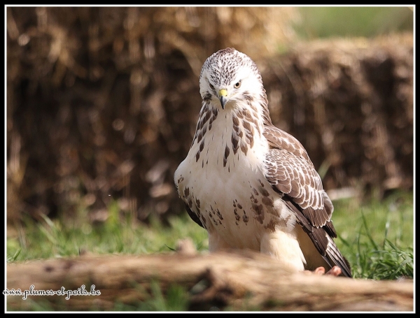 Buse variable