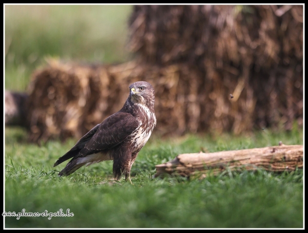 Buse variable