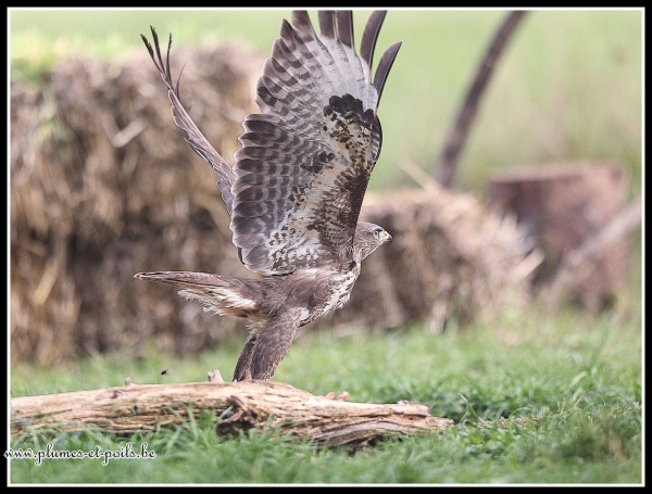 Buse variable