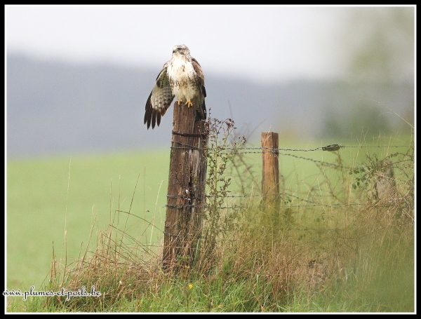 Buse variable