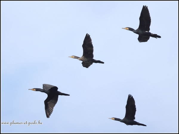 Grand cormoran