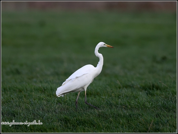 Grande aigrette