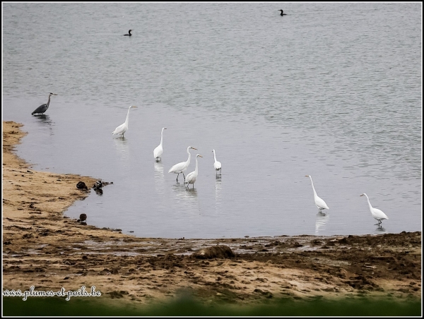 Grande aigrette