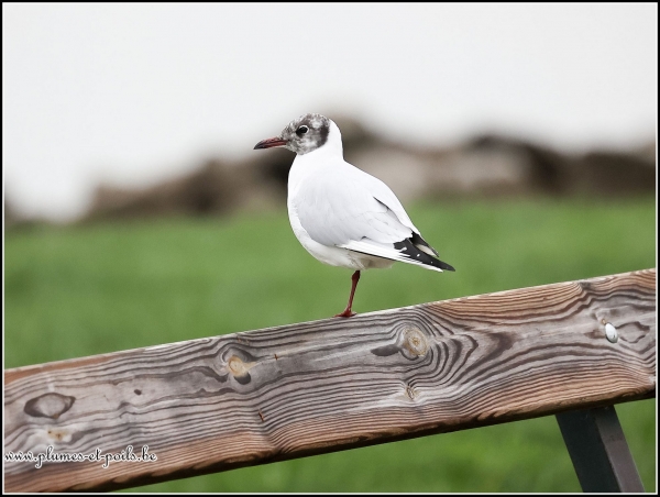 Mouette rieuse
