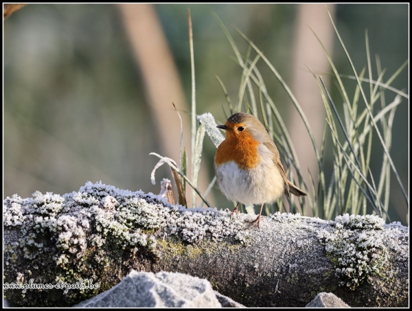 Rouge-gorge