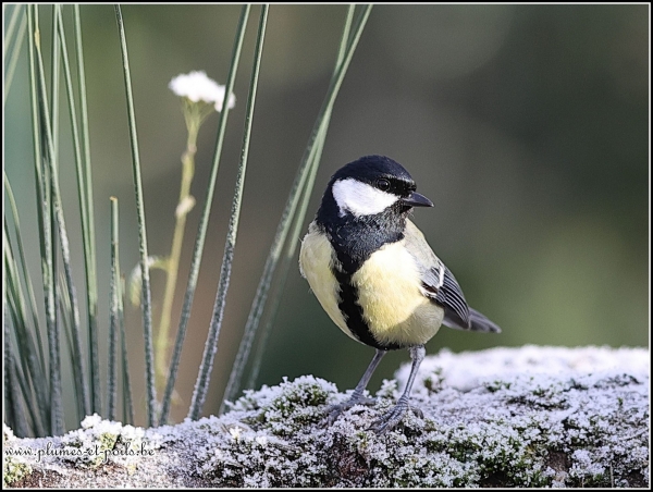 Mésange charbonnière