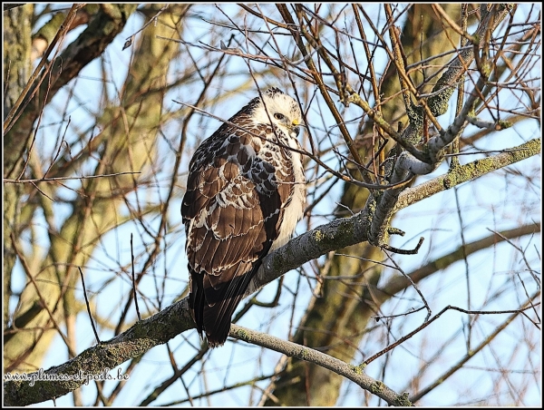 Buse variable