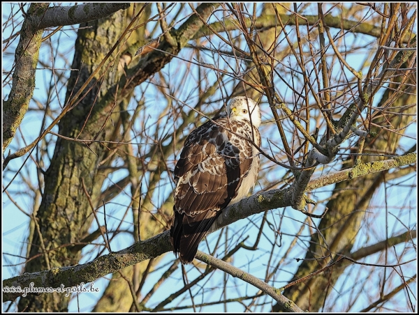 Buse variable