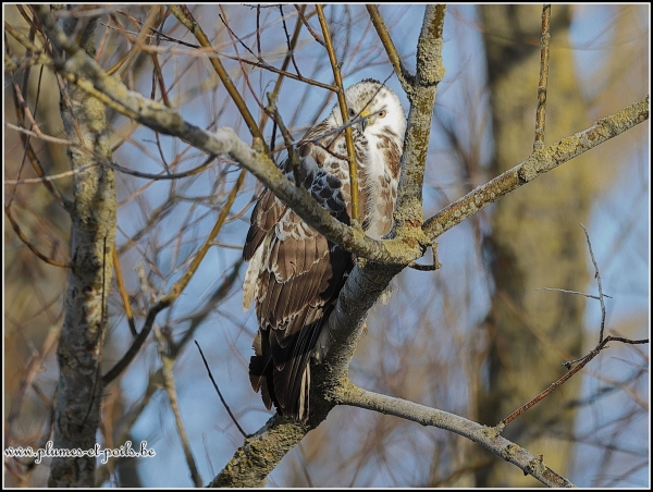 Buse variable