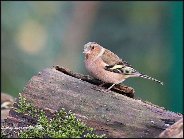 Pinson des arbres