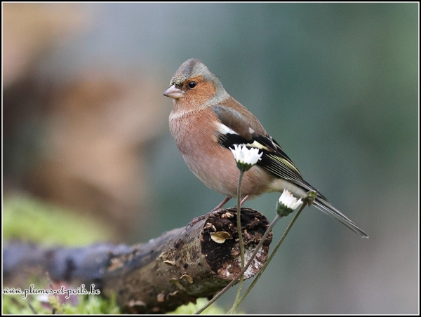 Pinson des arbres