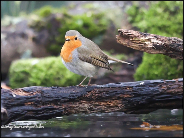Rouge-gorge