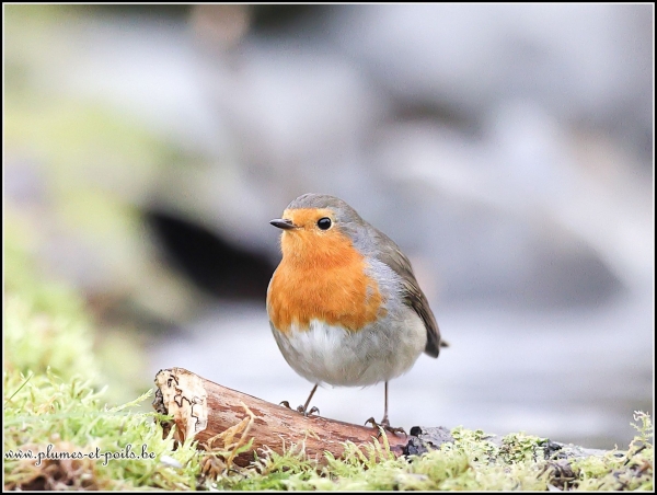 Rouge-gorge