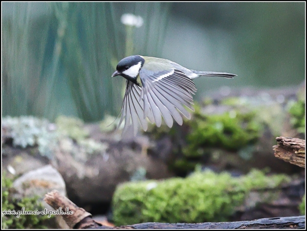 Mésange charbonnière