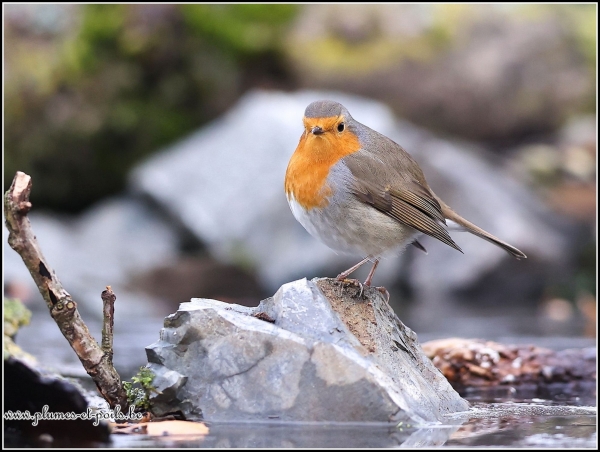 Rouge-gorge