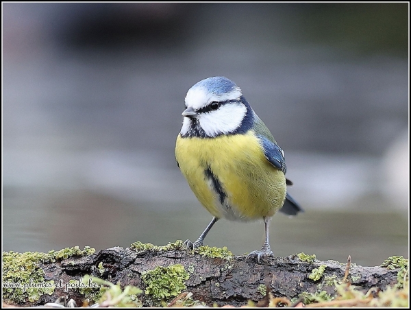 Mésange bleue