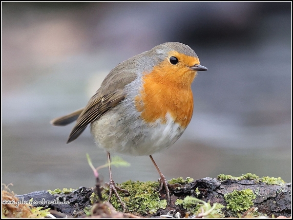 Rouge-gorge