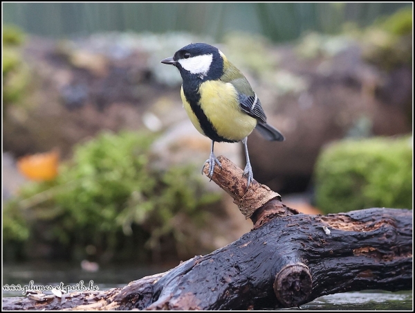 Mésange charbonnière