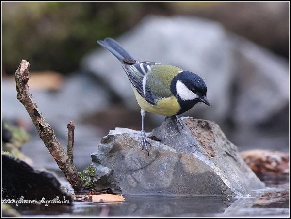 Mésange charbonnière