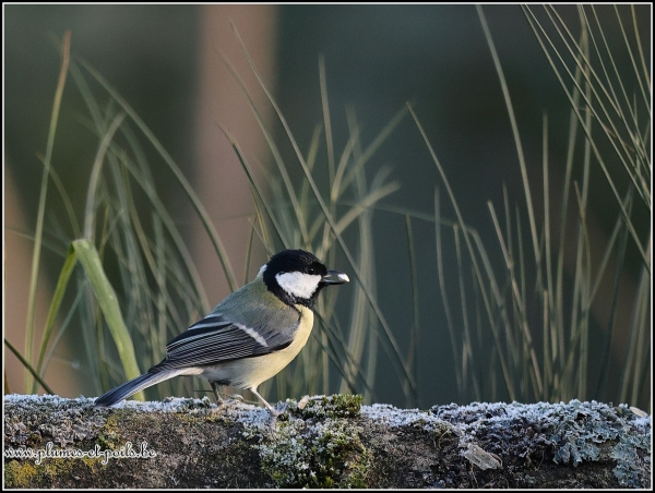 Mésange charbonnière